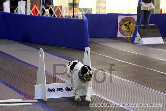 MCRD Unplugged Flyball Tournement<br />March 21st, 2010