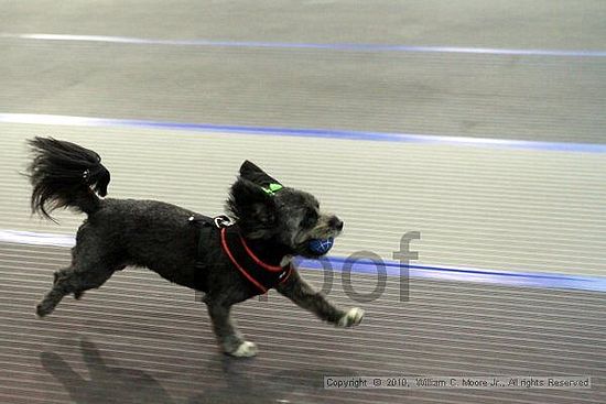 MCRD Unplugged Flyball Tournement<br />March 21st, 2010