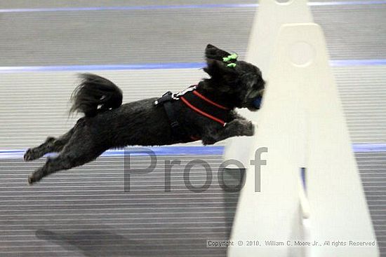 MCRD Unplugged Flyball Tournement<br />March 21st, 2010