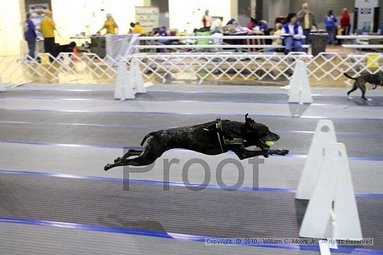 MCRD Unplugged Flyball Tournement<br />March 21st, 2010