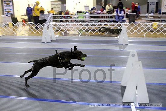 MCRD Unplugged Flyball Tournement<br />March 21st, 2010