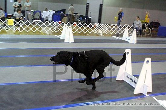 MCRD Unplugged Flyball Tournement<br />March 21st, 2010