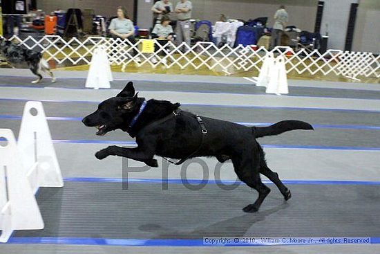 MCRD Unplugged Flyball Tournement<br />March 21st, 2010