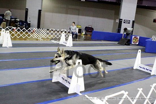 MCRD Unplugged Flyball Tournement<br />March 21st, 2010