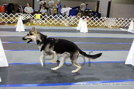 MCRD Unplugged Flyball Tournement<br />March 21st, 2010