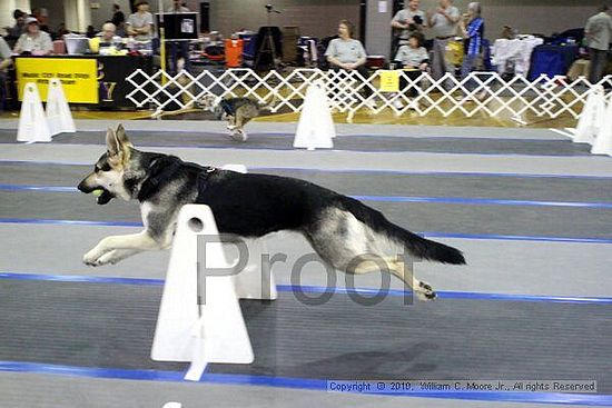 MCRD Unplugged Flyball Tournement<br />March 21st, 2010