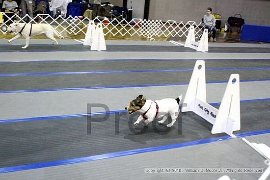 MCRD Unplugged Flyball Tournement<br />March 21st, 2010