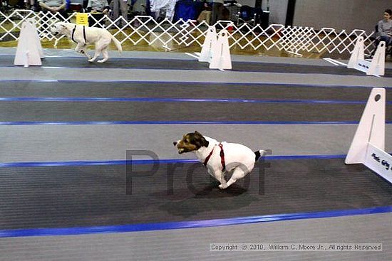 MCRD Unplugged Flyball Tournement<br />March 21st, 2010