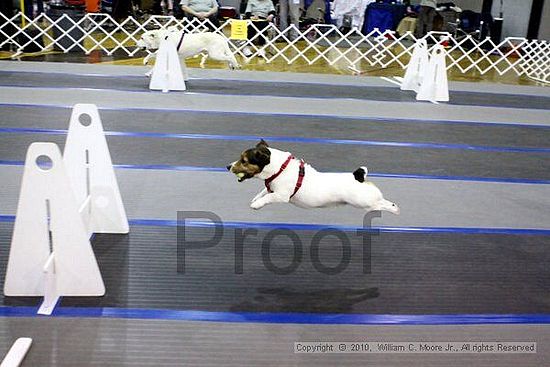 MCRD Unplugged Flyball Tournement<br />March 21st, 2010