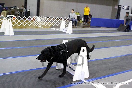 MCRD Unplugged Flyball Tournement<br />March 21st, 2010