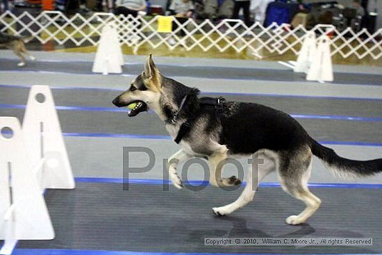 MCRD Unplugged Flyball Tournement<br />March 21st, 2010