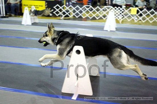 MCRD Unplugged Flyball Tournement<br />March 21st, 2010