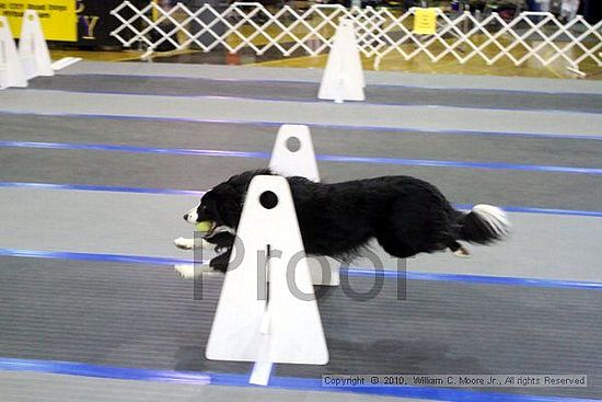 MCRD Unplugged Flyball Tournement<br />March 21st, 2010