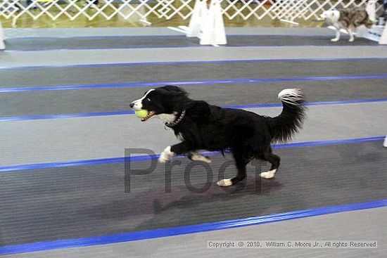 MCRD Unplugged Flyball Tournement<br />March 21st, 2010