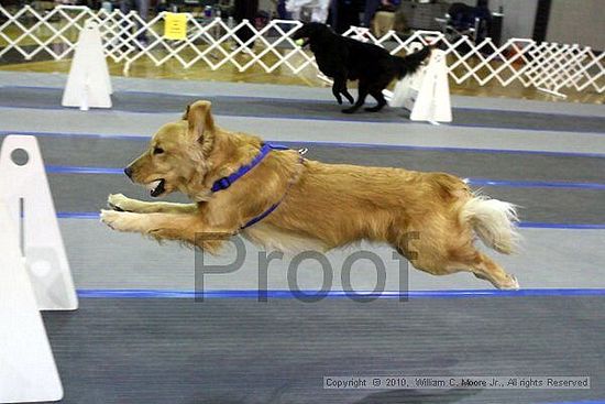 MCRD Unplugged Flyball Tournement<br />March 21st, 2010