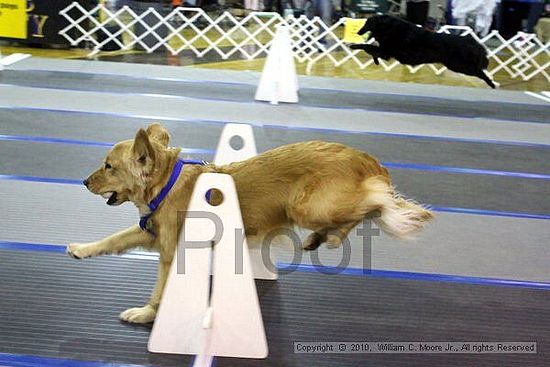 MCRD Unplugged Flyball Tournement<br />March 21st, 2010