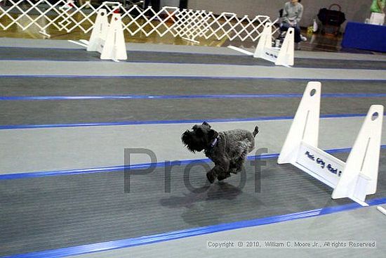 MCRD Unplugged Flyball Tournement<br />March 21st, 2010