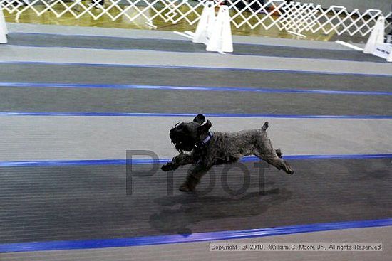 MCRD Unplugged Flyball Tournement<br />March 21st, 2010