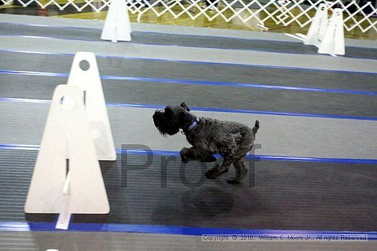 MCRD Unplugged Flyball Tournement<br />March 21st, 2010