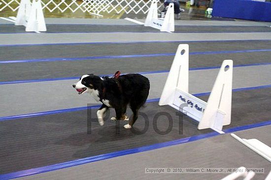 MCRD Unplugged Flyball Tournement<br />March 21st, 2010