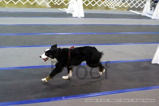 MCRD Unplugged Flyball Tournement<br />March 21st, 2010