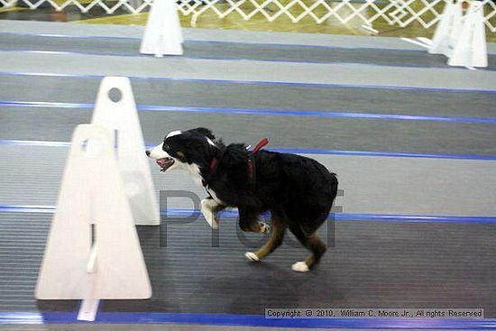 MCRD Unplugged Flyball Tournement<br />March 21st, 2010