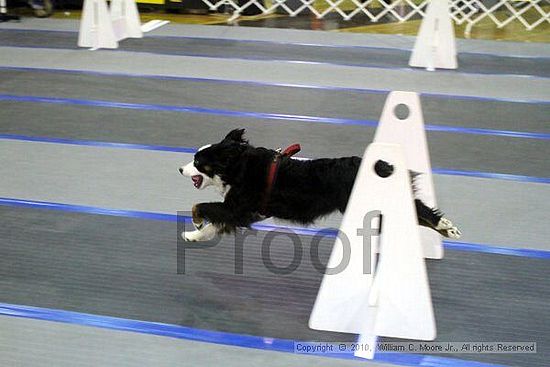 MCRD Unplugged Flyball Tournement<br />March 21st, 2010