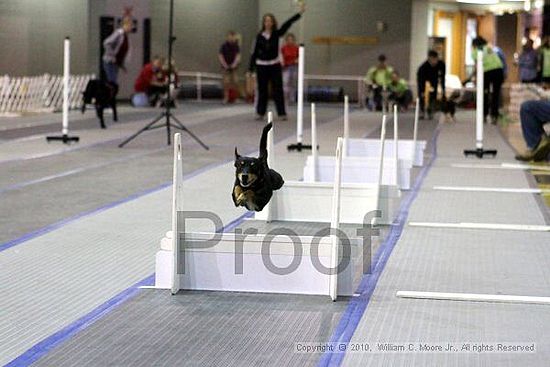 MCRD Unplugged Flyball Tournement<br />March 21st, 2010