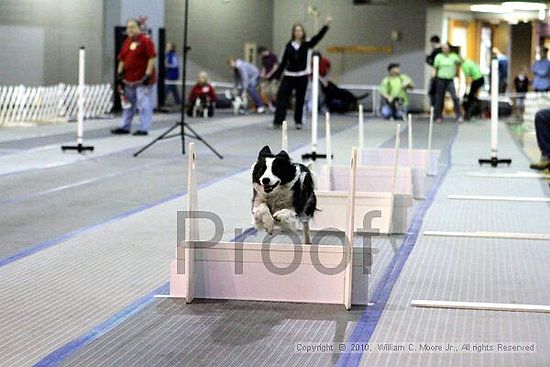 MCRD Unplugged Flyball Tournement<br />March 21st, 2010