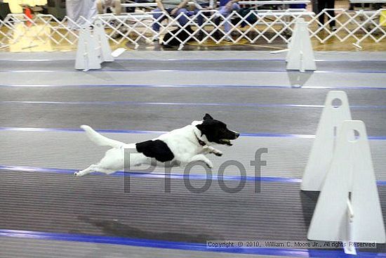 MCRD Unplugged Flyball Tournement<br />March 21st, 2010