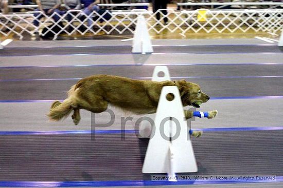 MCRD Unplugged Flyball Tournement<br />March 21st, 2010