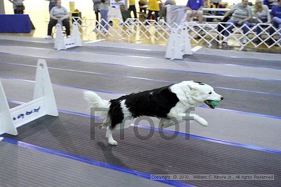 MCRD Unplugged Flyball Tournement<br />March 21st, 2010