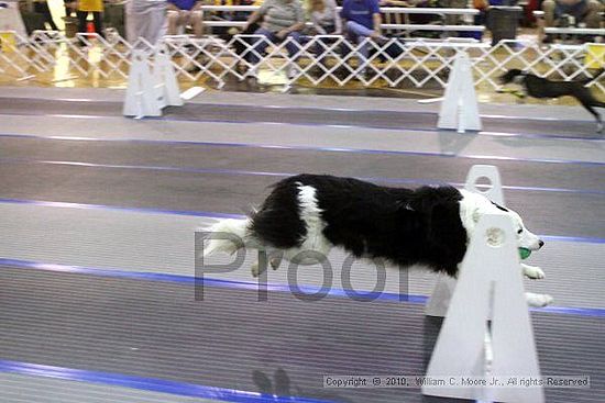 MCRD Unplugged Flyball Tournement<br />March 21st, 2010