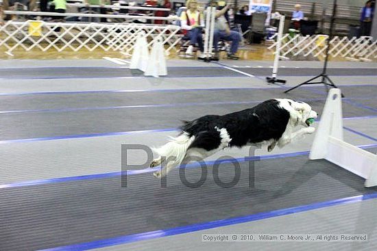 MCRD Unplugged Flyball Tournement<br />March 21st, 2010