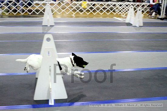 MCRD Unplugged Flyball Tournement<br />March 21st, 2010