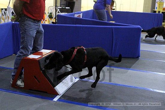 MCRD Unplugged Flyball Tournement<br />March 21st, 2010