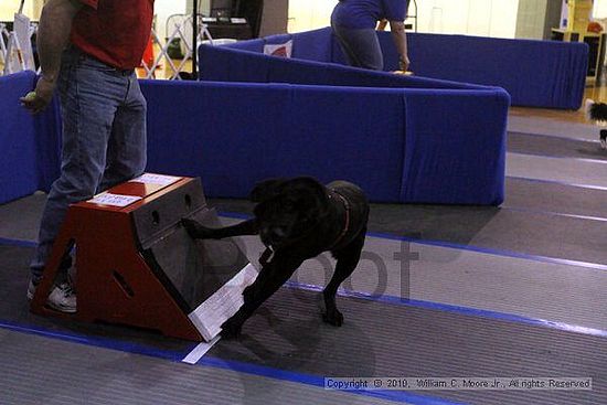 MCRD Unplugged Flyball Tournement<br />March 21st, 2010