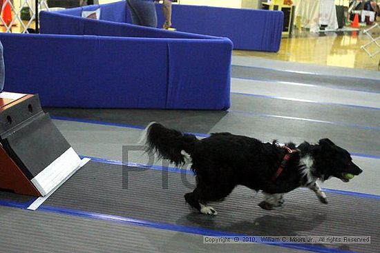 MCRD Unplugged Flyball Tournement<br />March 21st, 2010