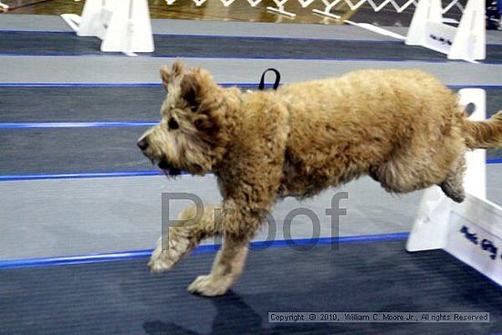 MCRD Unplugged Flyball Tournement<br />March 21st, 2010