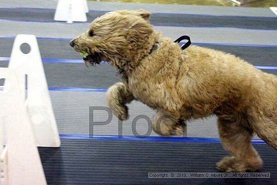 MCRD Unplugged Flyball Tournement<br />March 21st, 2010