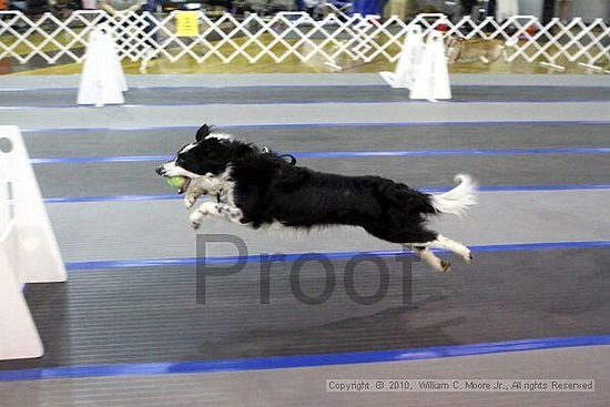 MCRD Unplugged Flyball Tournement<br />March 21st, 2010