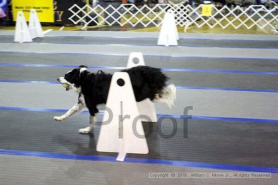 MCRD Unplugged Flyball Tournement<br />March 21st, 2010