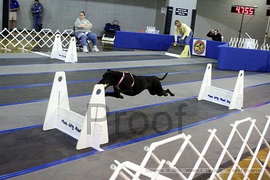 MCRD Unplugged Flyball Tournement<br />March 21st, 2010