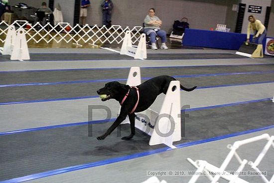 MCRD Unplugged Flyball Tournement<br />March 21st, 2010