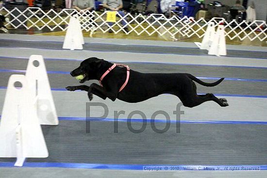 MCRD Unplugged Flyball Tournement<br />March 21st, 2010