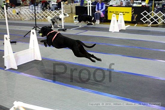 MCRD Unplugged Flyball Tournement<br />March 21st, 2010