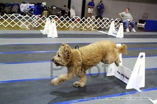 MCRD Unplugged Flyball Tournement<br />March 21st, 2010