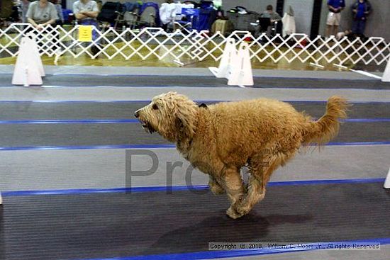 MCRD Unplugged Flyball Tournement<br />March 21st, 2010