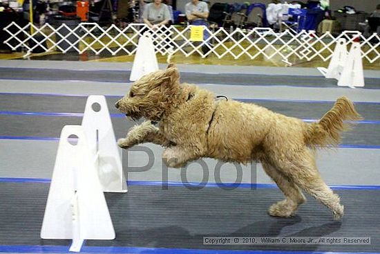 MCRD Unplugged Flyball Tournement<br />March 21st, 2010