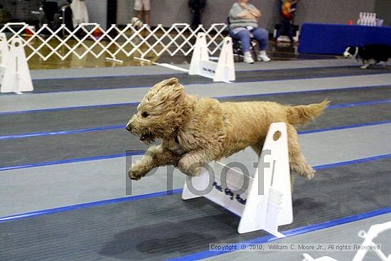 MCRD Unplugged Flyball Tournement<br />March 21st, 2010